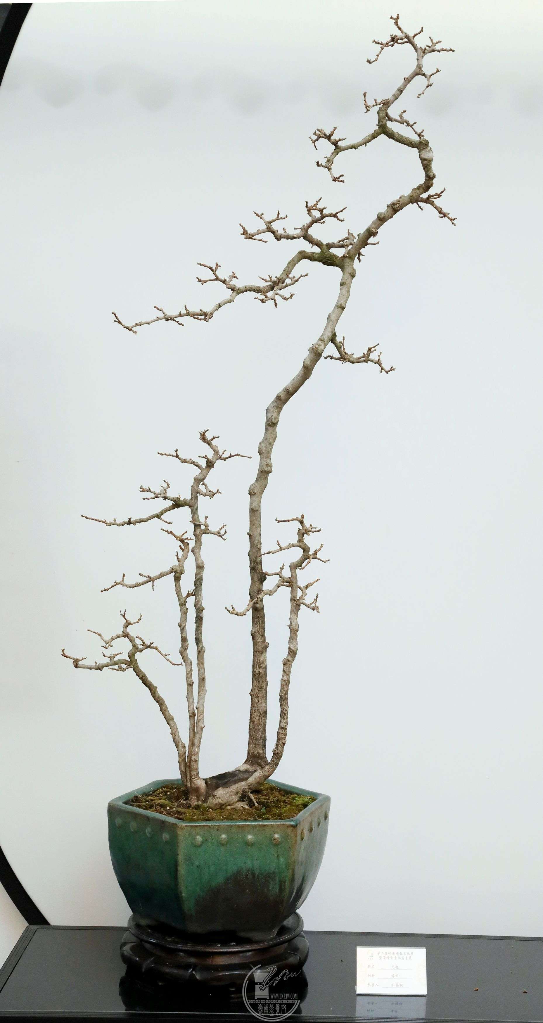 BG1A4252.jpg