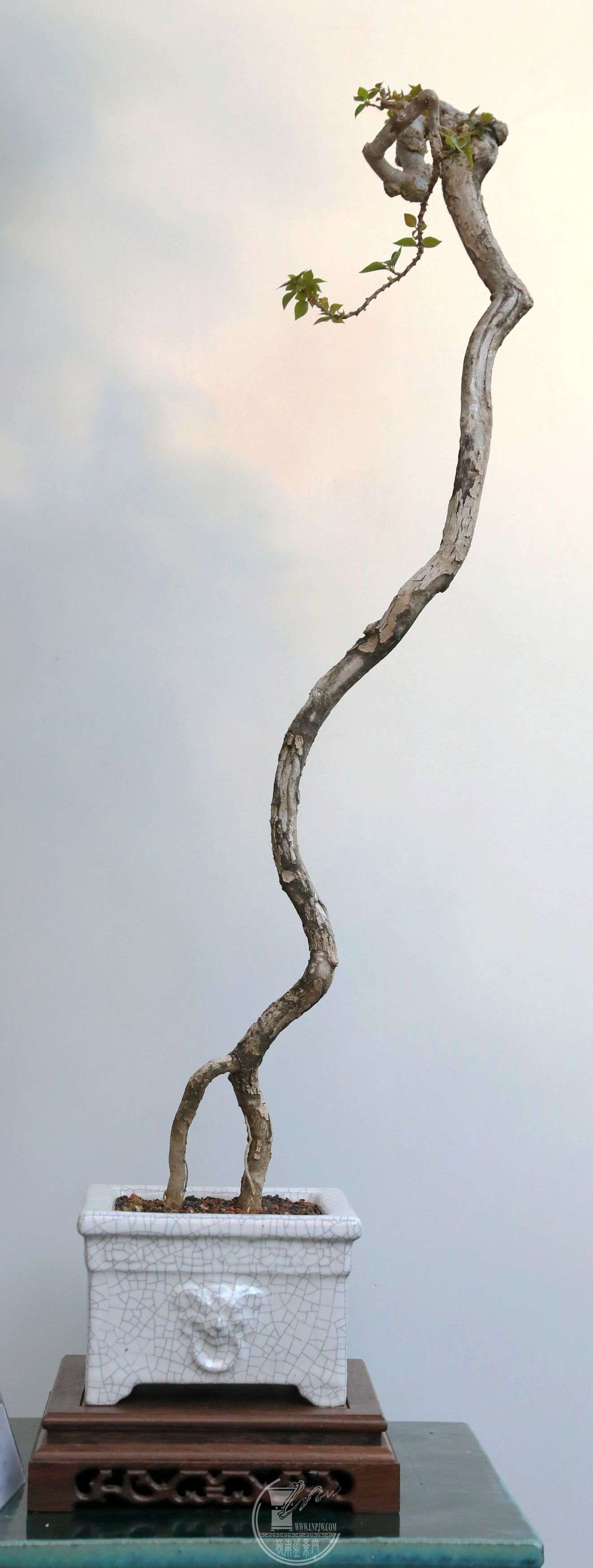 BG1A4435.jpg