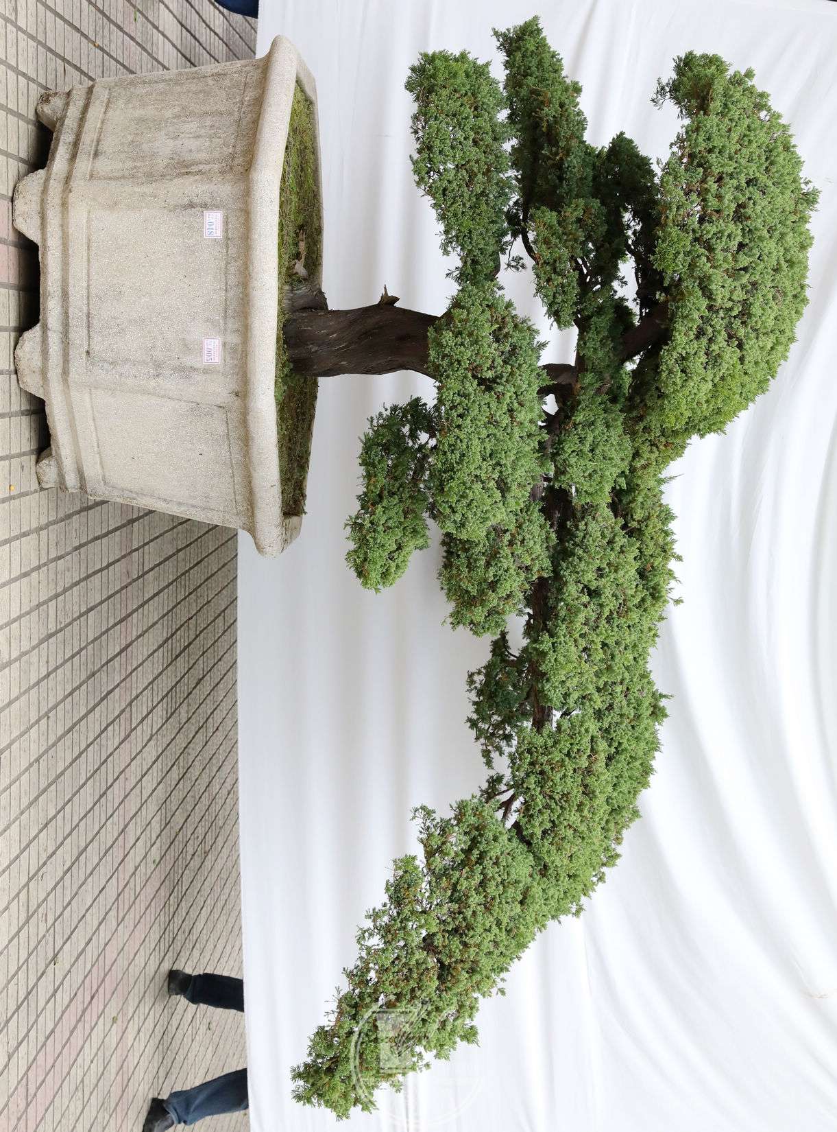 5лӢ          100cm     150cm          BG1A8256.jpg