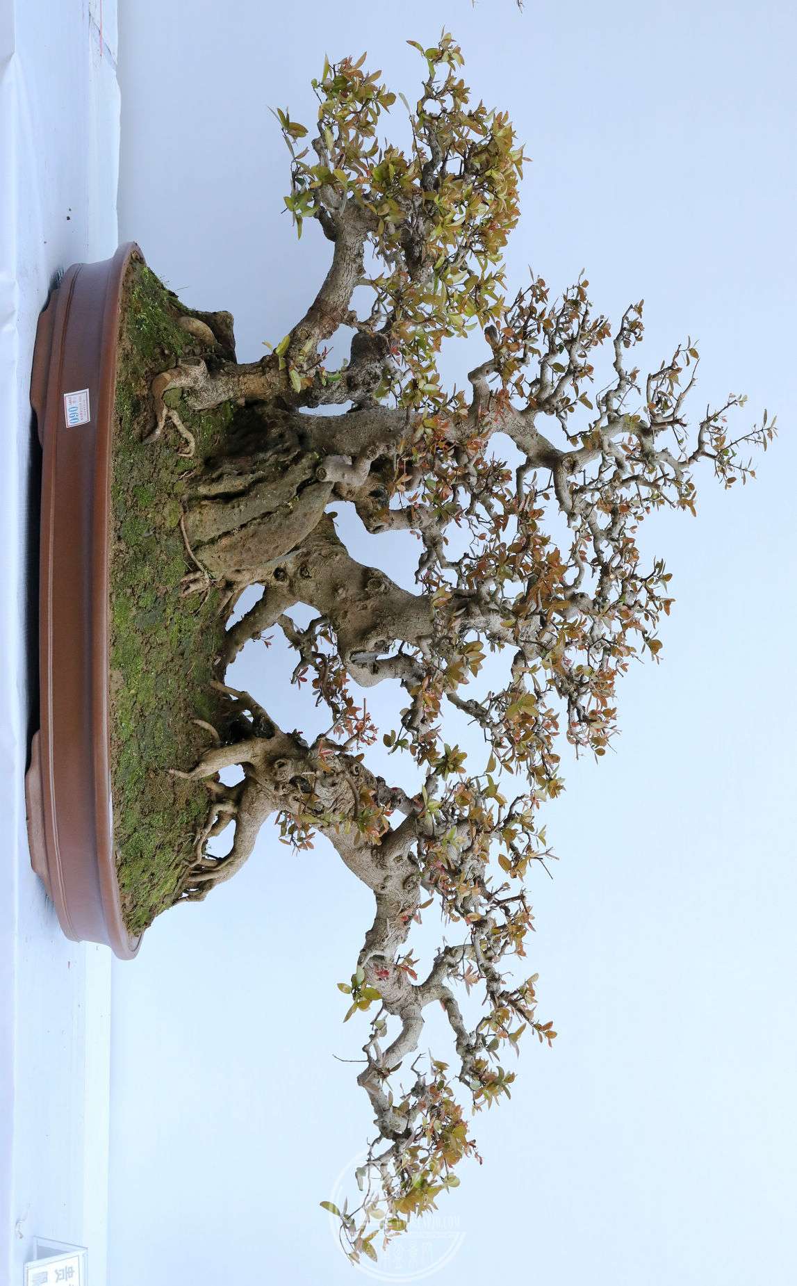 7ƻ     ţ    賤 166cm     96cm          BG1A7966.jpg