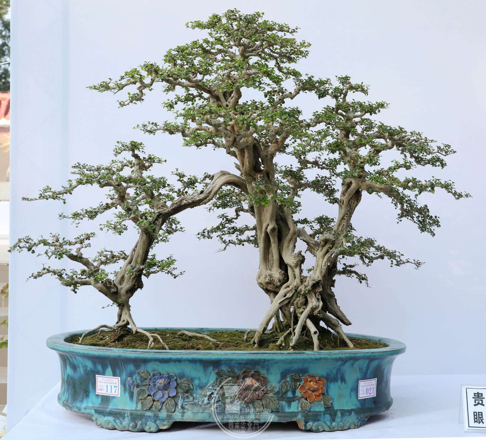 21          賤100 cm    90cm          BG1A7998.jpg