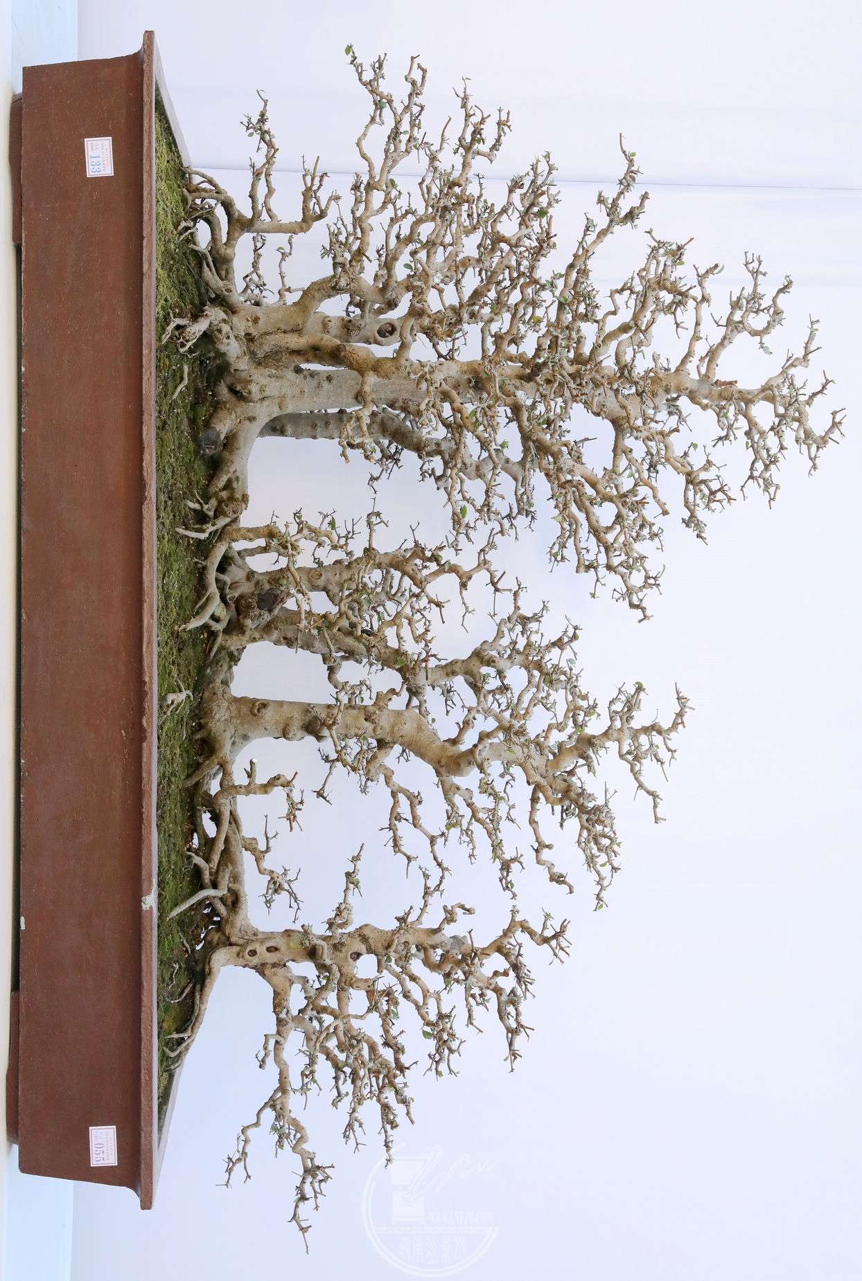 55     ţ     賤210cm     160cm          BG1A8024.jpg