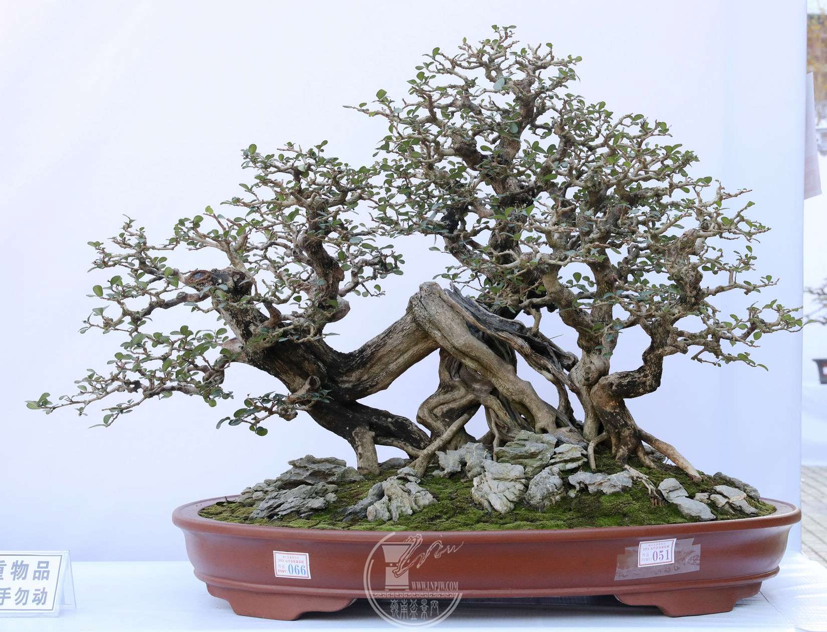 51ȫ          賤100 cm    95cm          BG1A8017.jpg