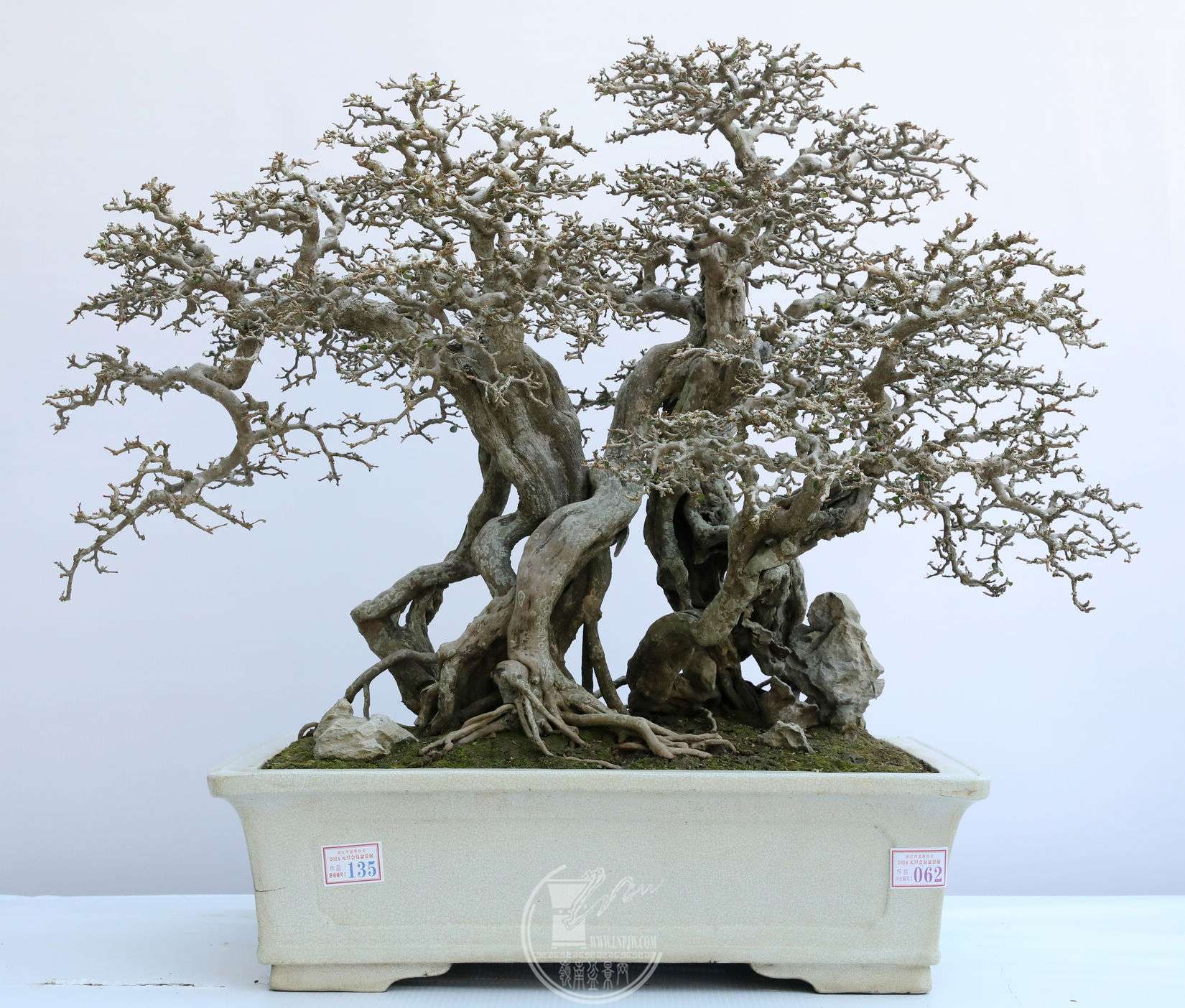 62¹         賤 92cm    90 cm         BG1A8039.jpg