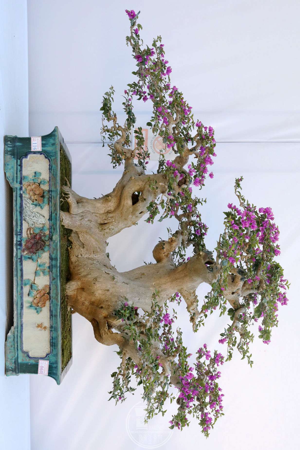 60      ÷    賤 110cm     110cm         BG1A8035.jpg