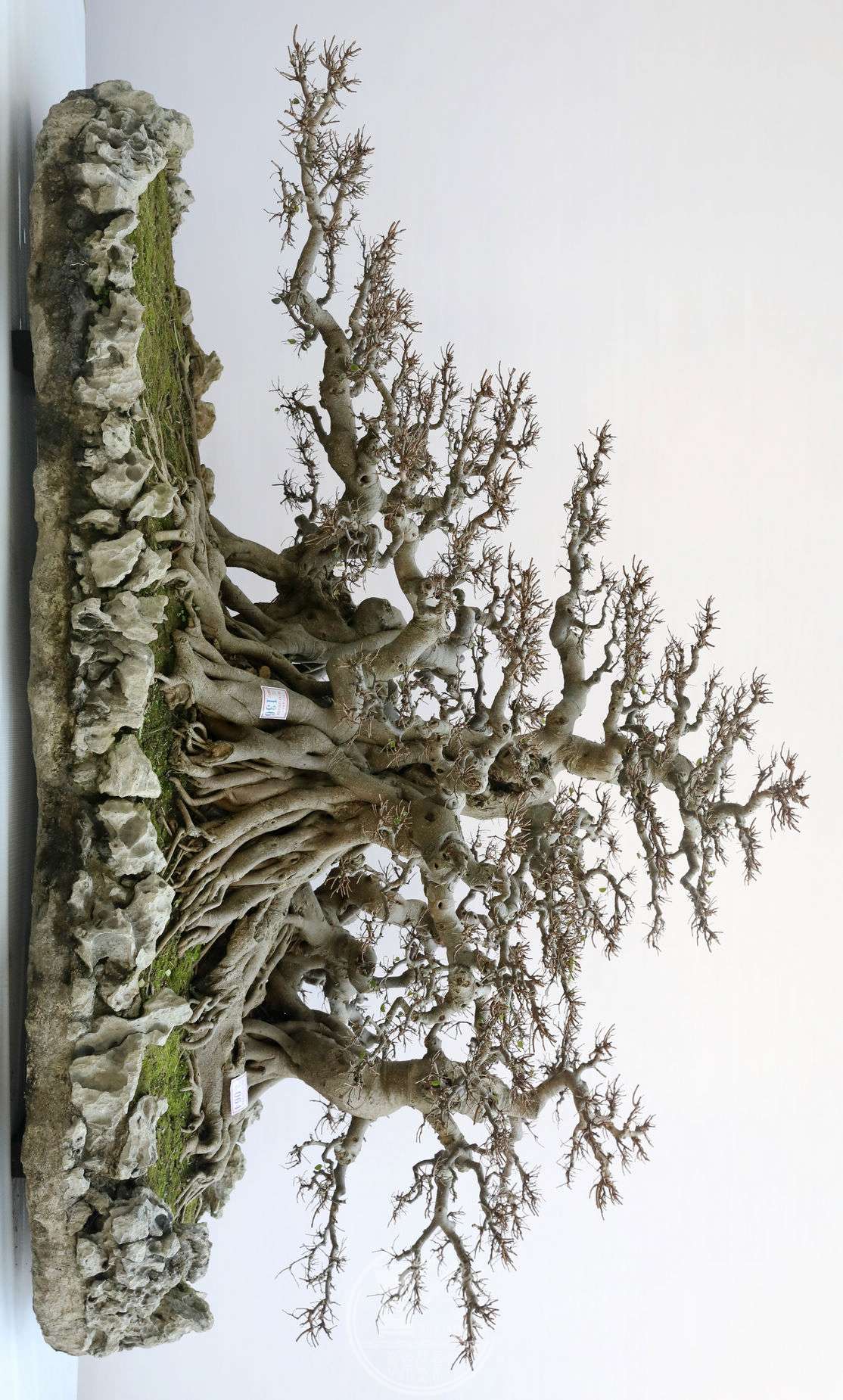 64¹         賤 230cm     130cm          BG1A8043.jpg