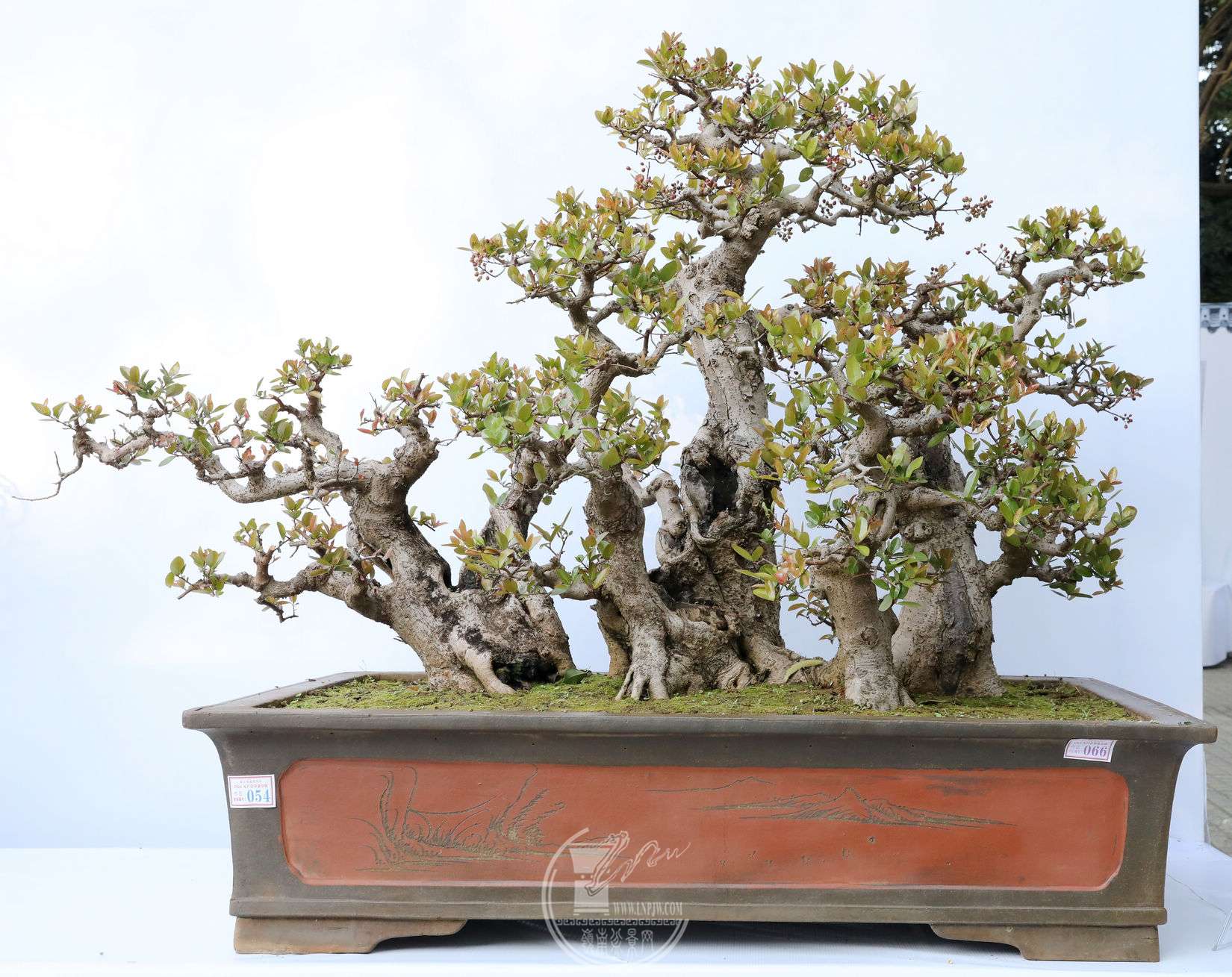 66     ţ    賤 152cm     128cm          BG1A8046.jpg