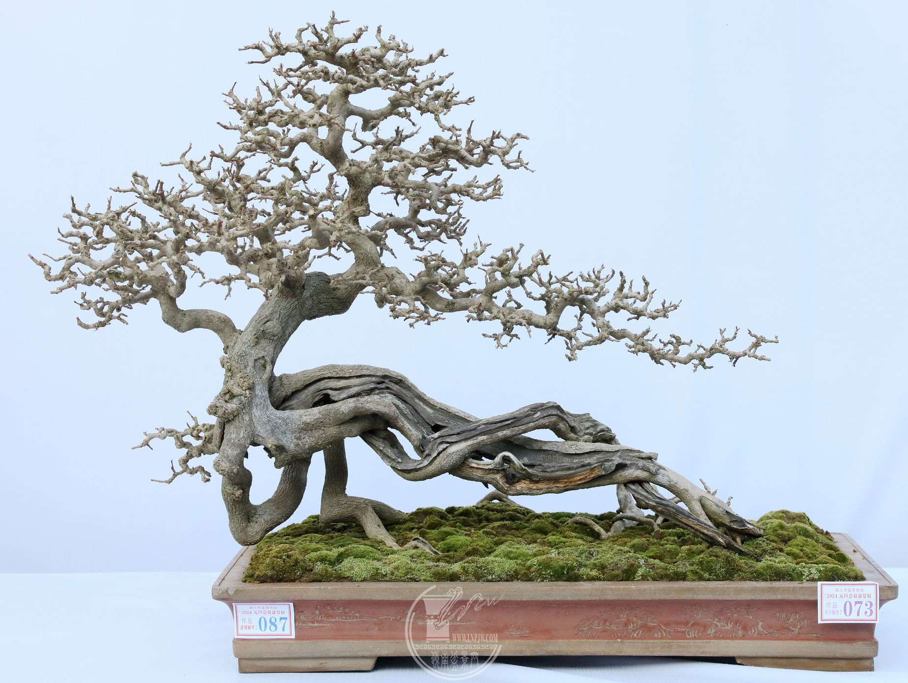 73 ɭ          賤8040 cm    60 cm         BG1A8066.jpg