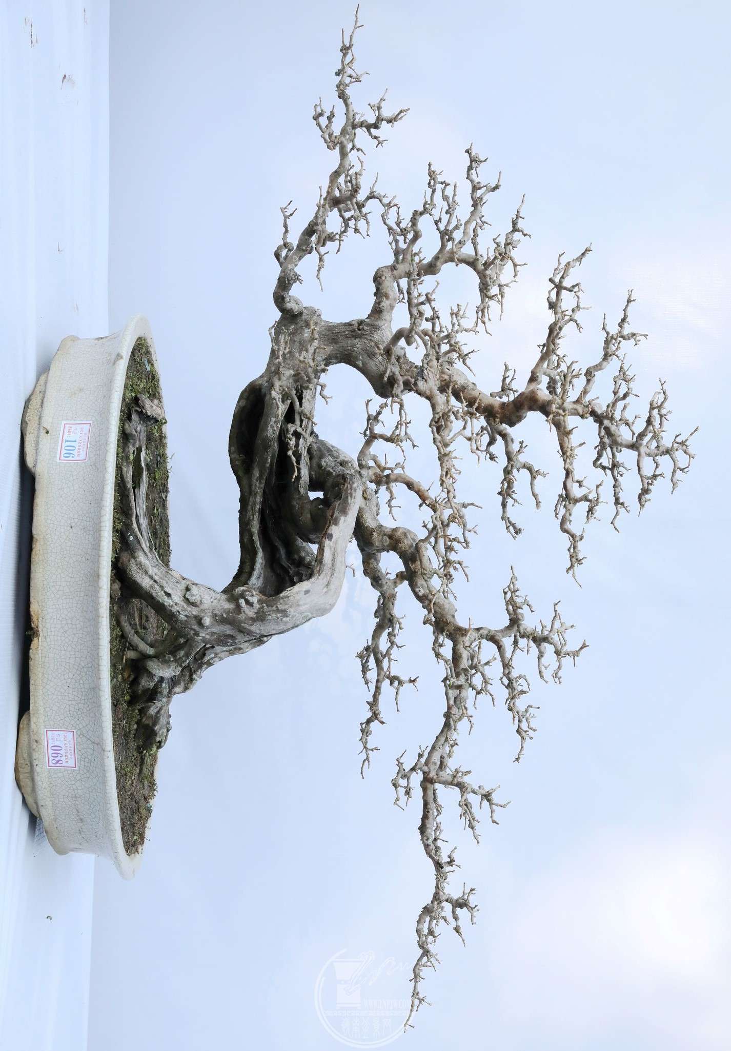 68         賤 100cm     100 cm         BG1A8051.jpg
