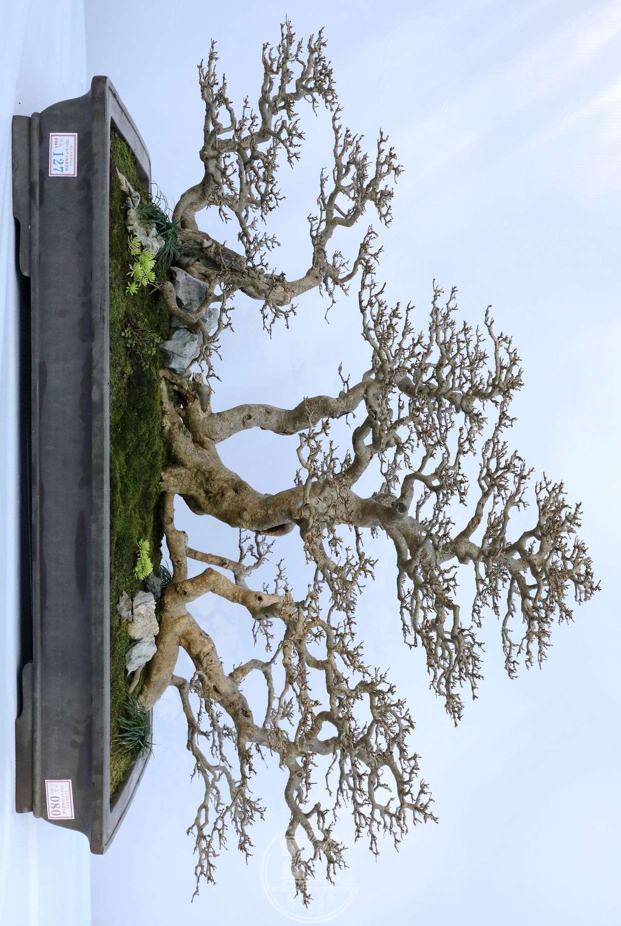 80ʯ     ɽʯ     賤130cm     95cm          BG1A8082.jpg