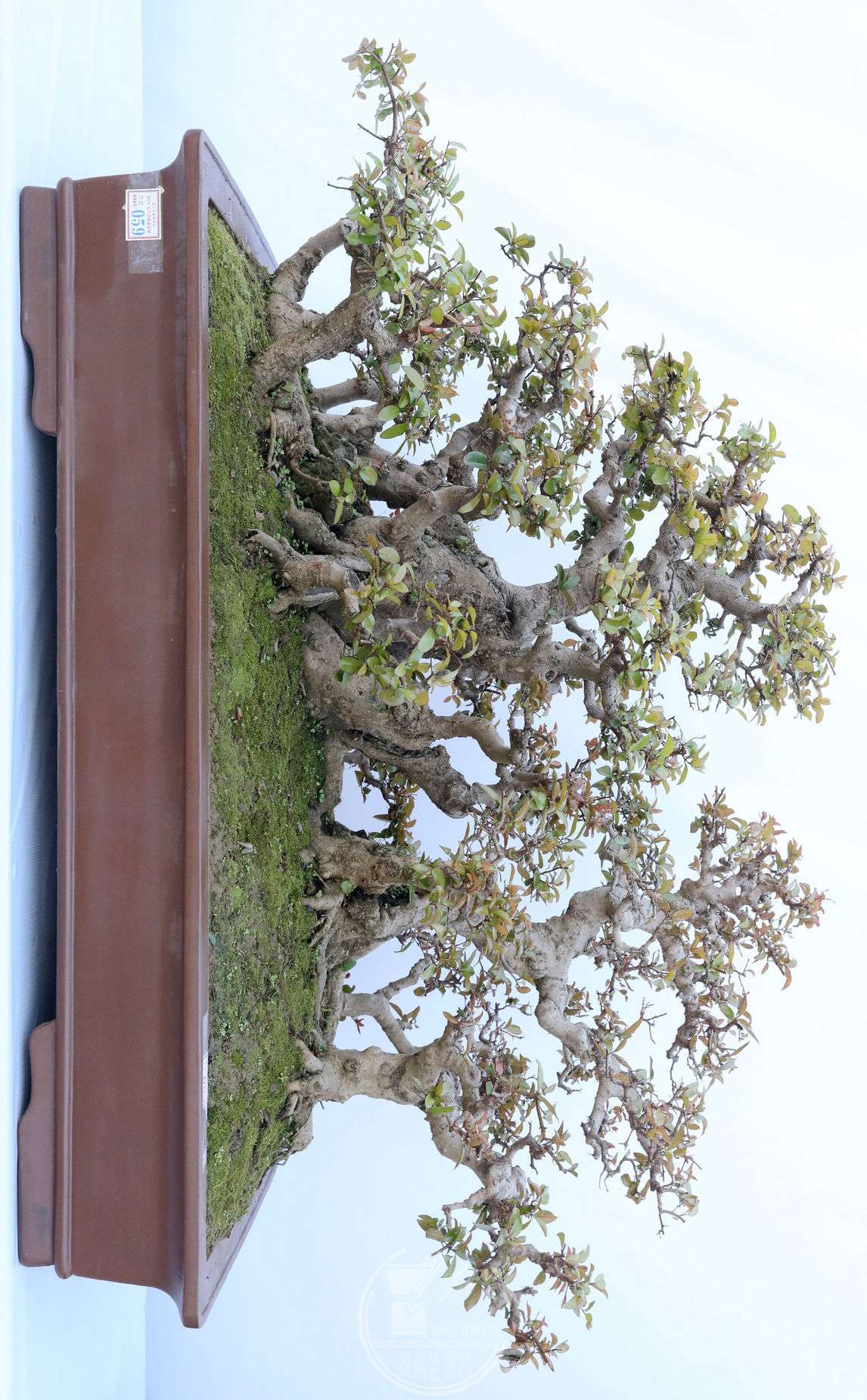 83 ½     ţ     賤166cm     100 cm         BG1A8089.jpg