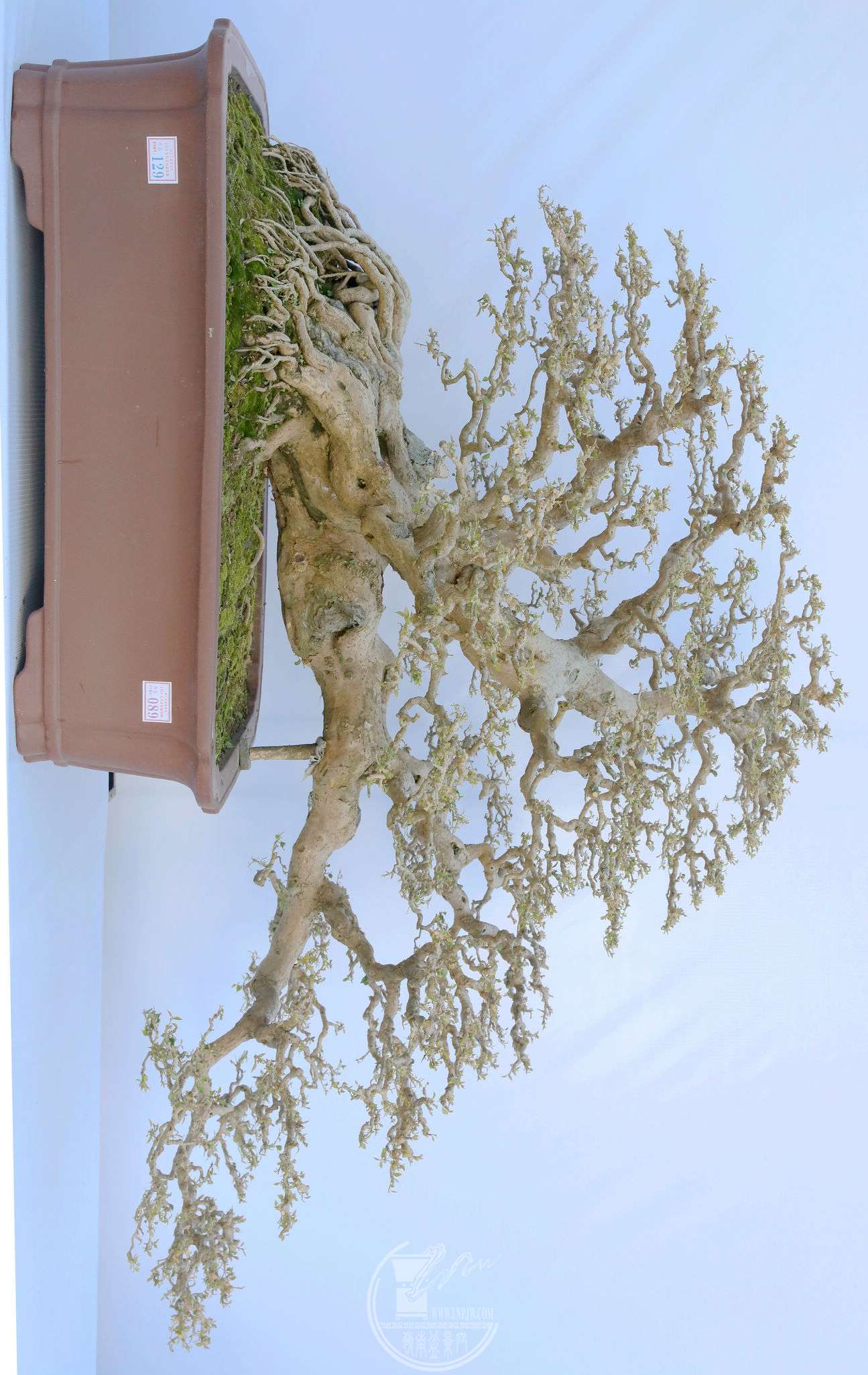 89     ÷     賤120cm     125cm          BG1A8103.jpg