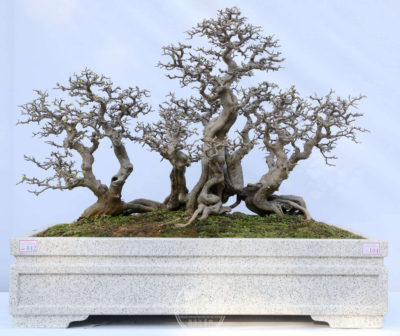 104          賤130 cm    110cm          BG1A8138.jpg