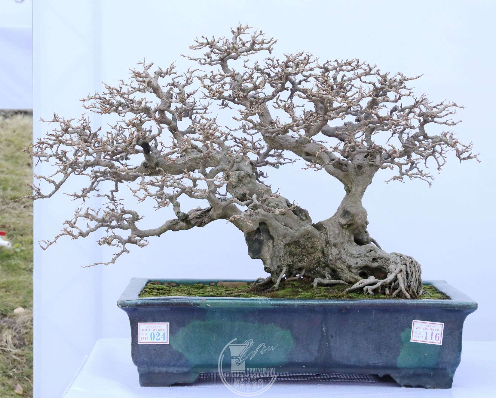 116ʤƽ          賤80 cm    63cm          BG1A8158.jpg
