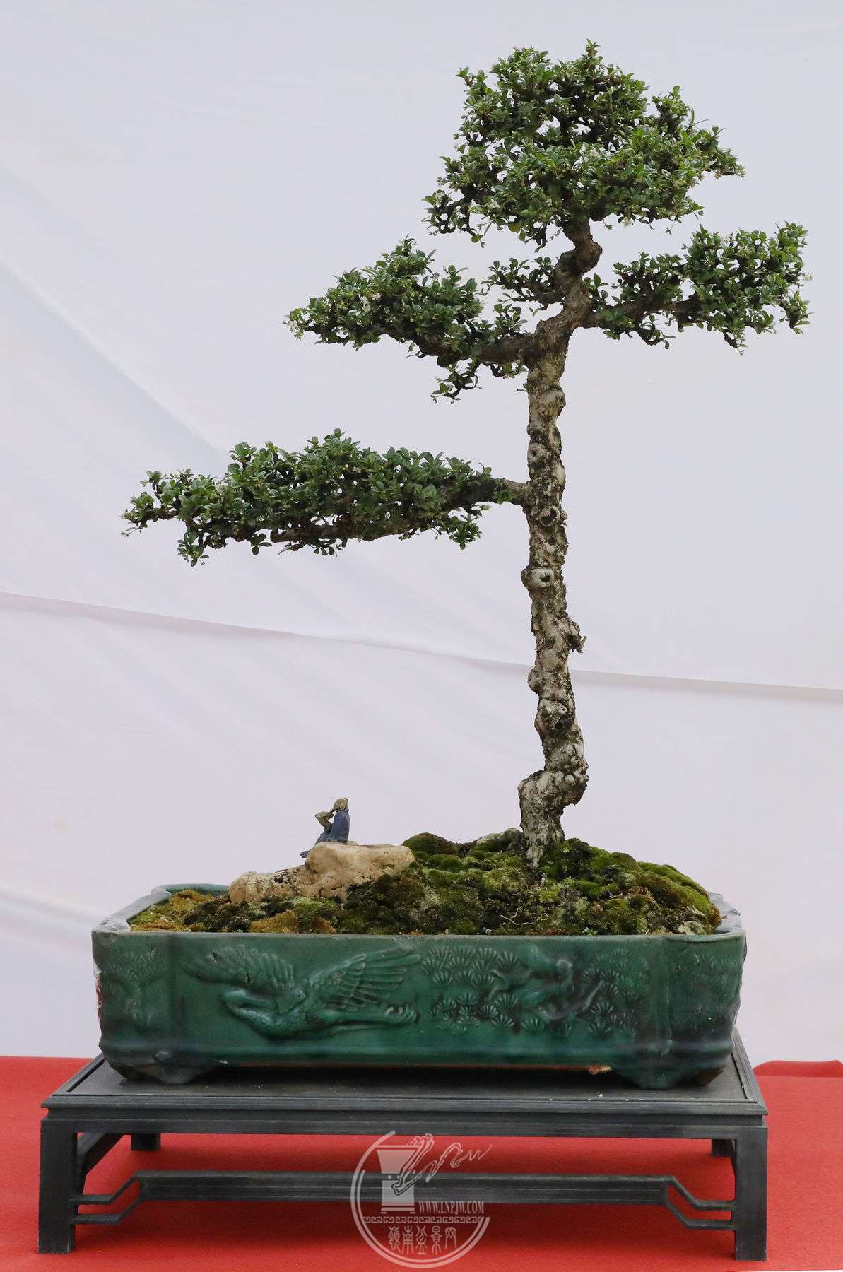 157    ӭ        55X90    BG1A9330.jpg
