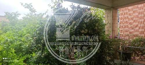 IMG_20240729_094517.jpg