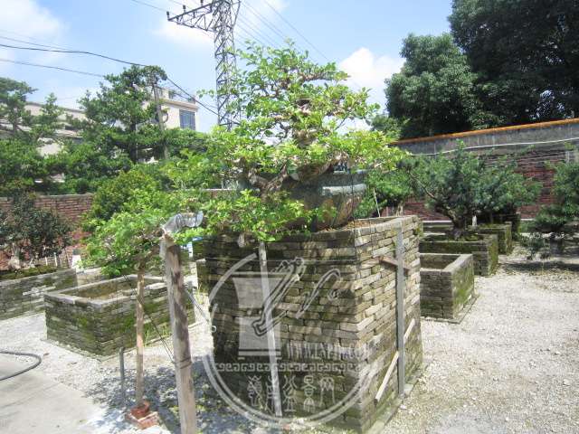 IMG_5879.JPG