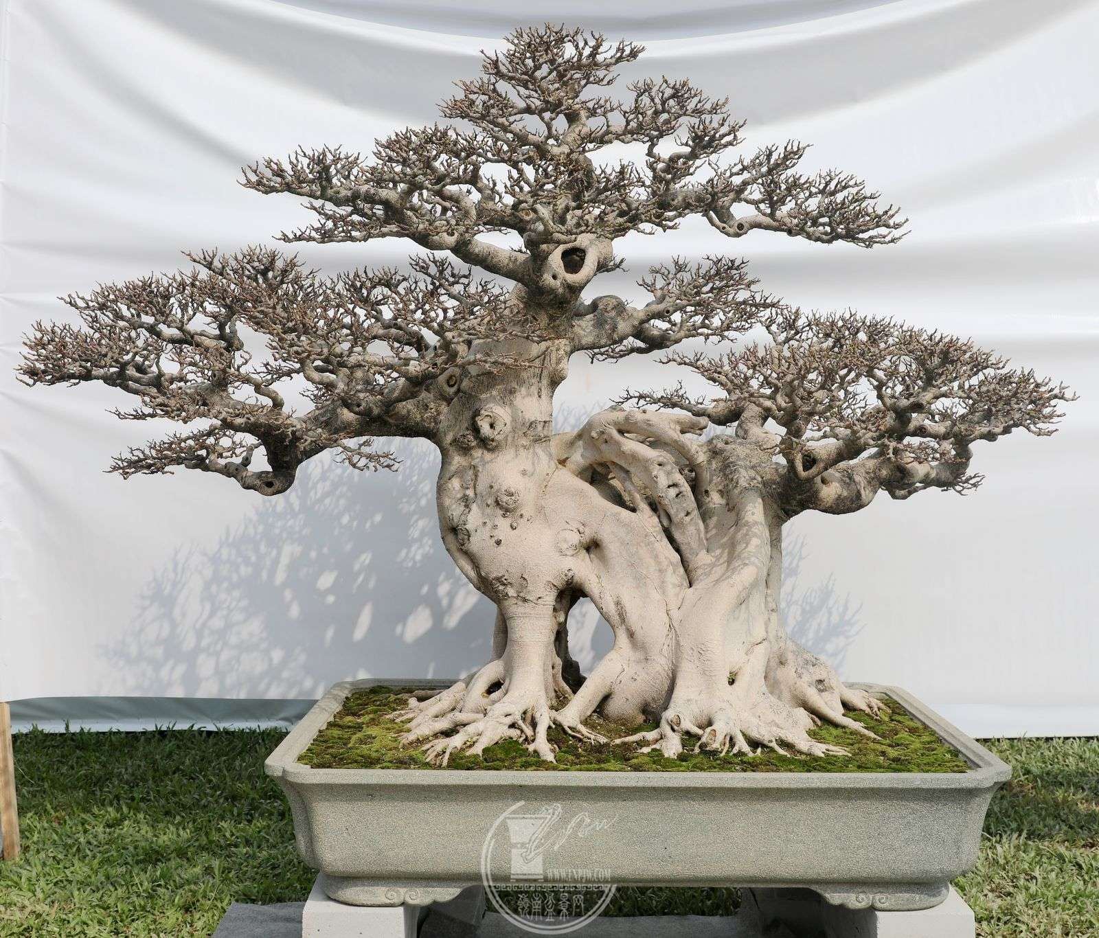 4409ݸ辰Э          ϸҶ     ¹     218123160cm     .jpg