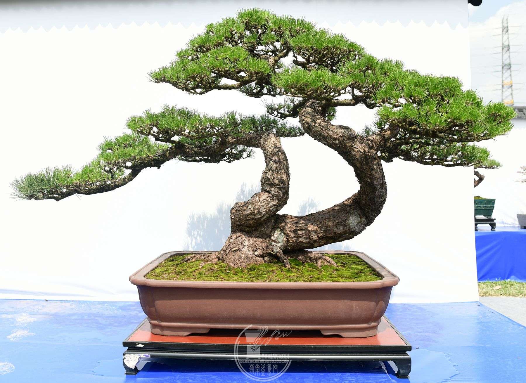 3419  辰ʯЭ     ҫ          һ˫     200125115cm     𽱡.jpg