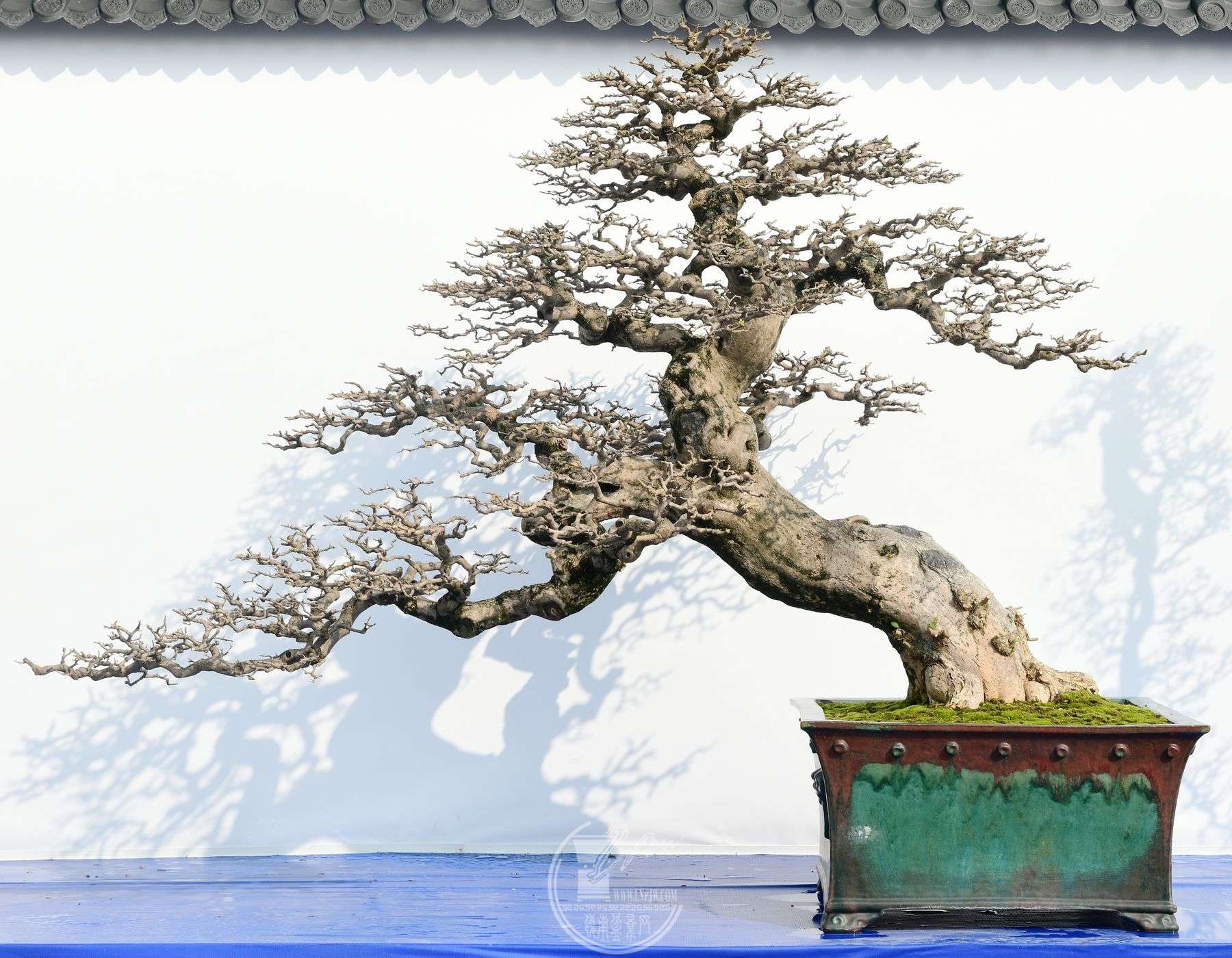 971辰ʯЭ     ҫ     ÷     ÷ϼҫ     220160160cm  .jpg