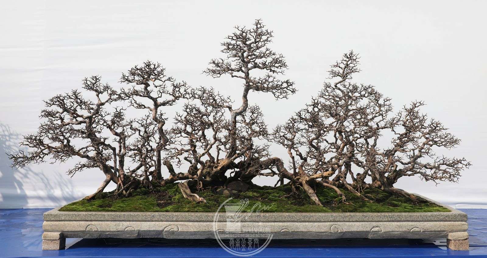 391 ݸ辰Э     Ը     ȸ÷     ⰻȻ     238X105X98cm 1A4A9976.jpg