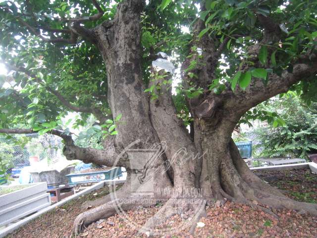IMG_6715.JPG