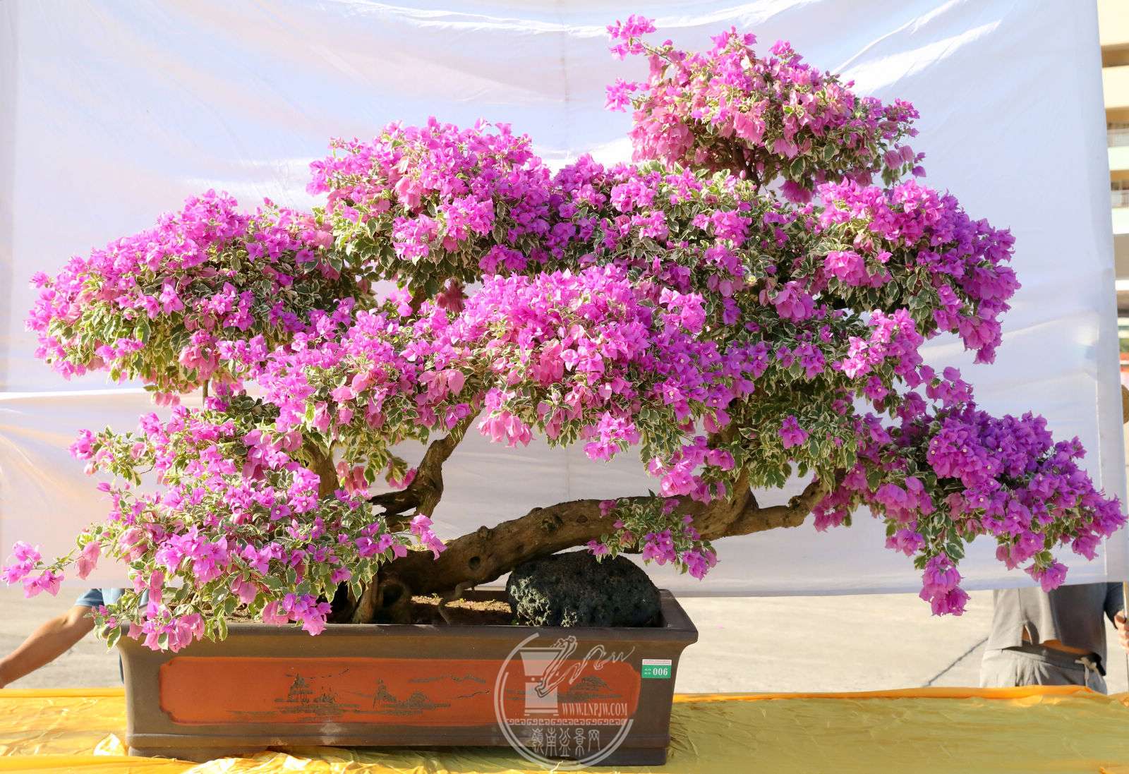 1÷    Ʒ԰ ־      128    ͭBG1A8585.jpg