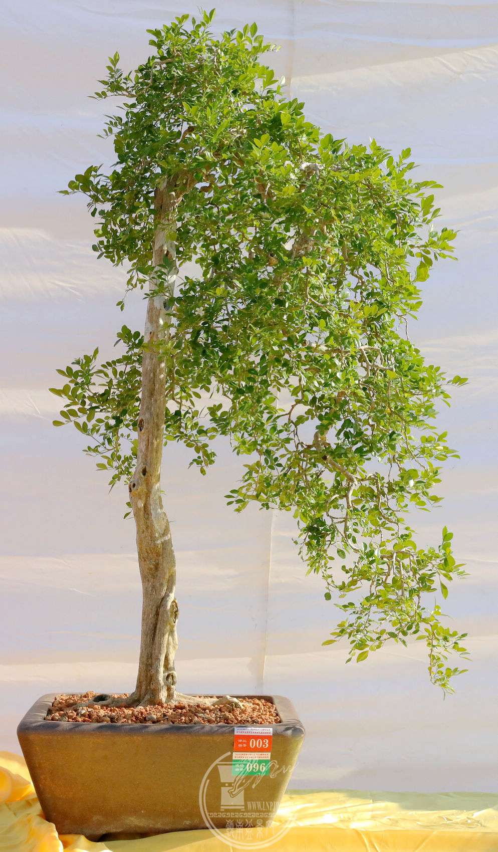 3          115     BG1A8398.jpg