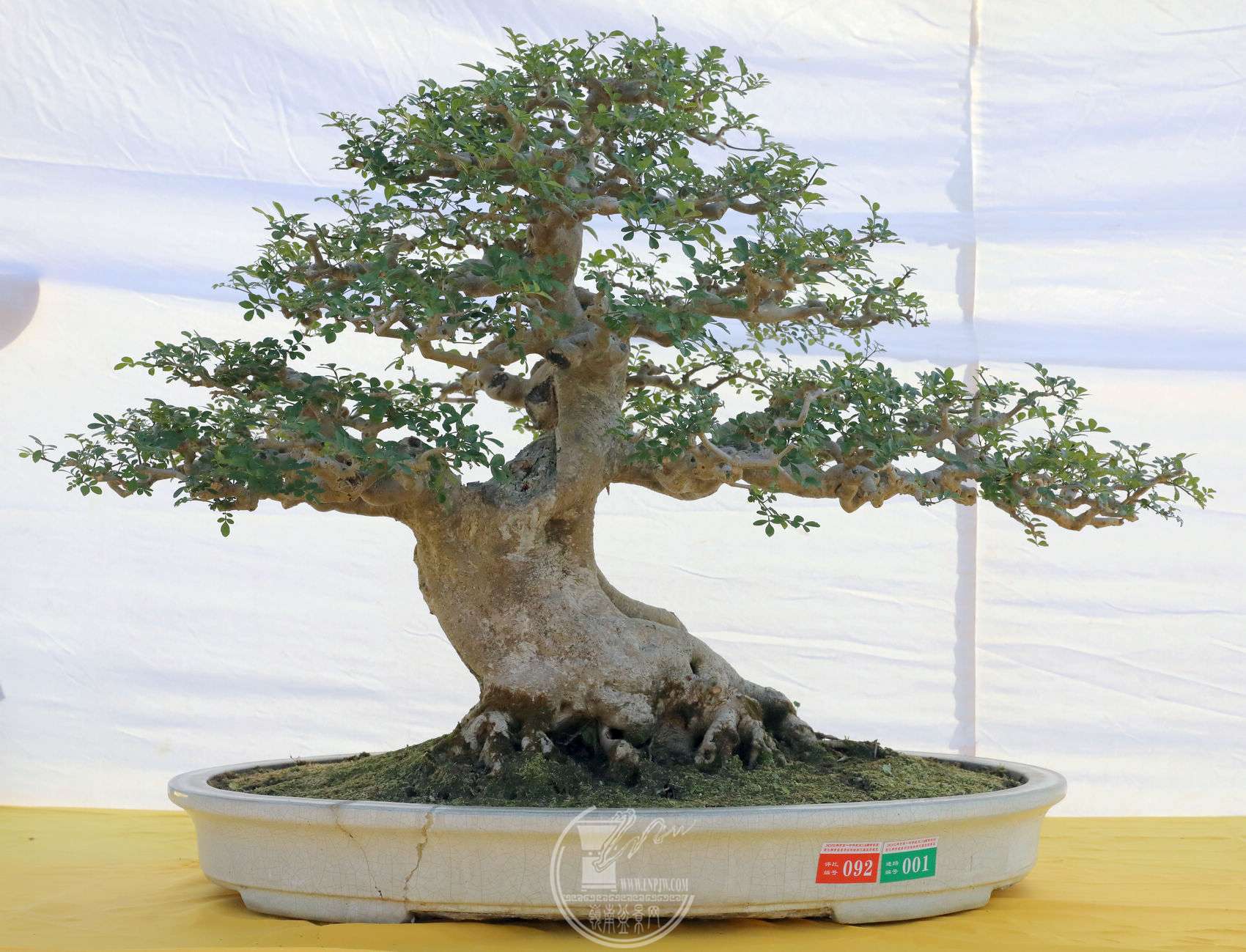 92    Խڰ        ˵    60       BG1A8594.jpg
