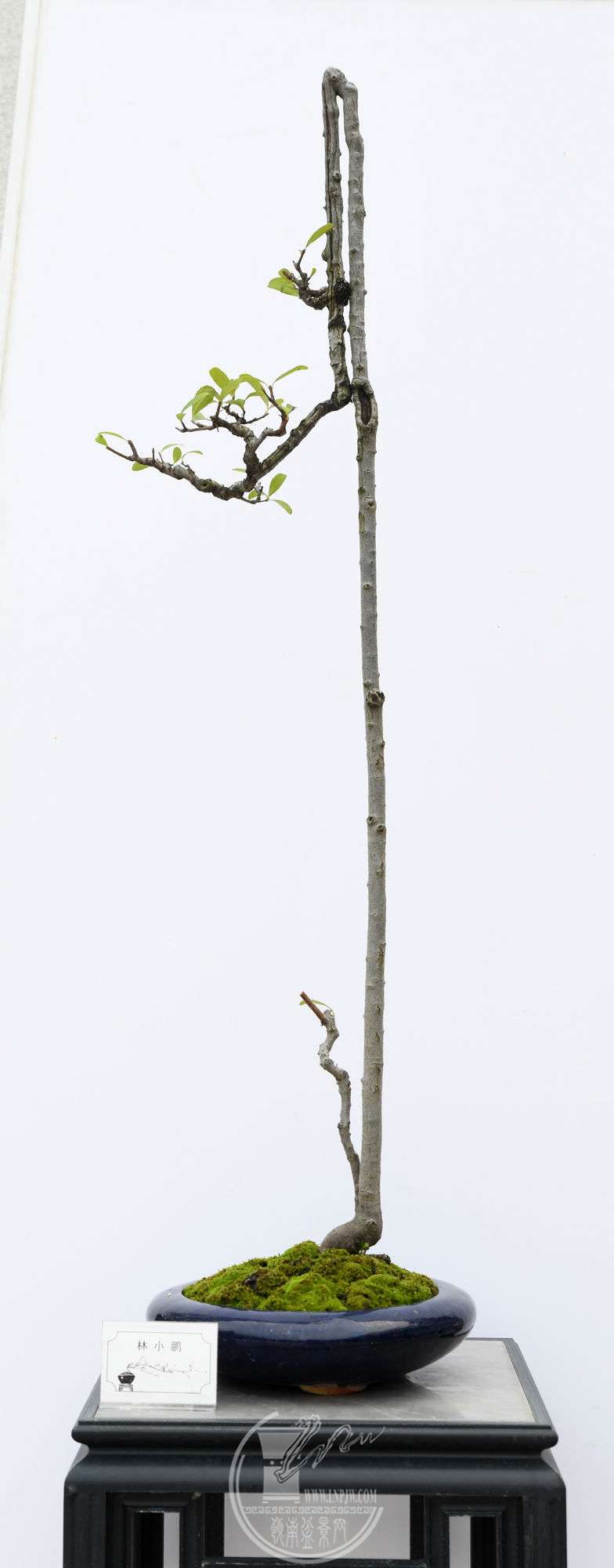 СƷDSC_5922.jpg