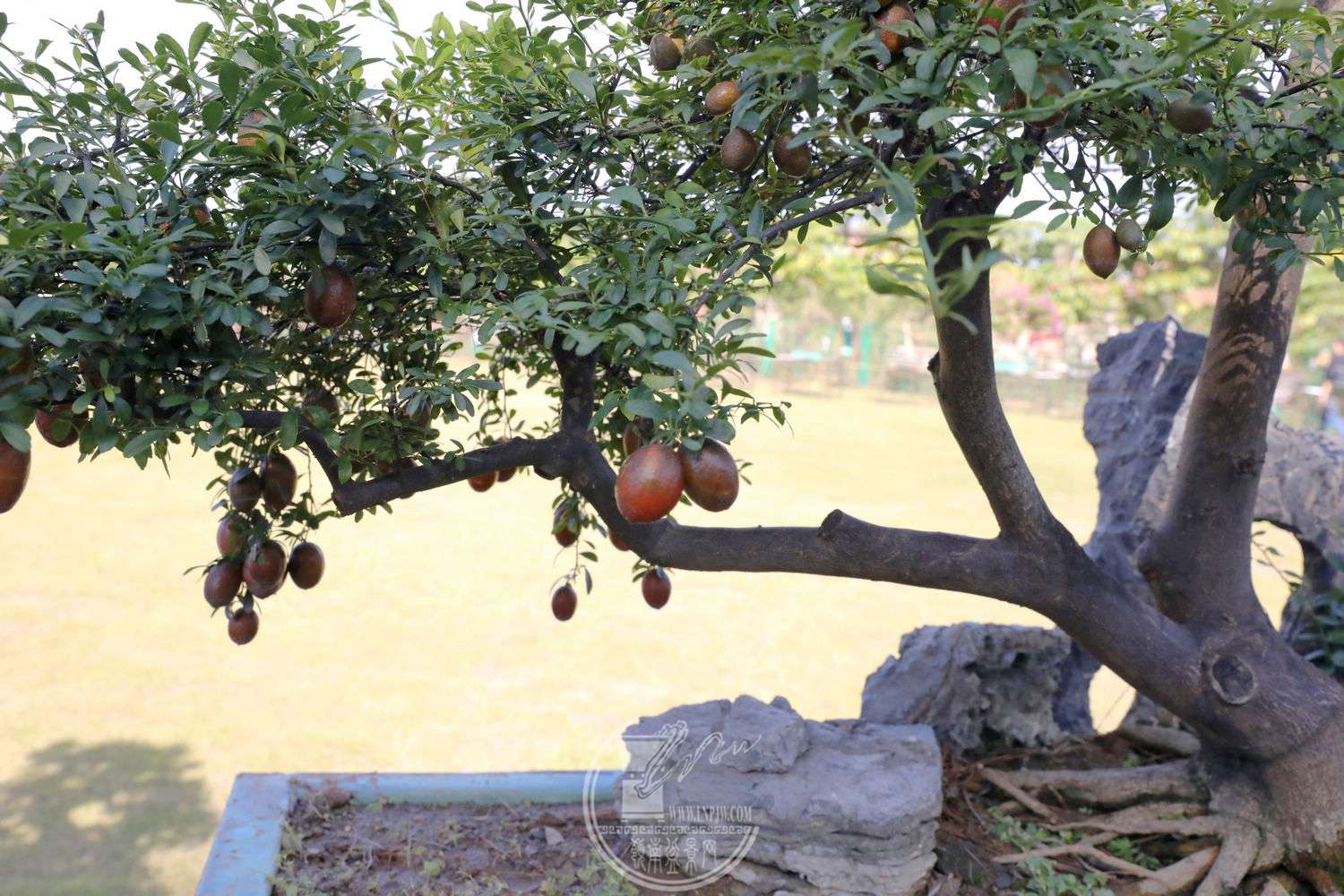 19УɽʣֲBG1A9156.jpg