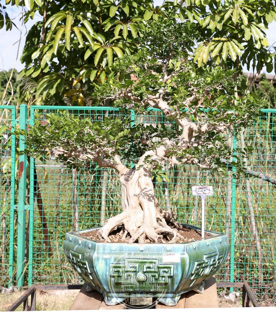 50ɭ㡣BG1A9230.jpg