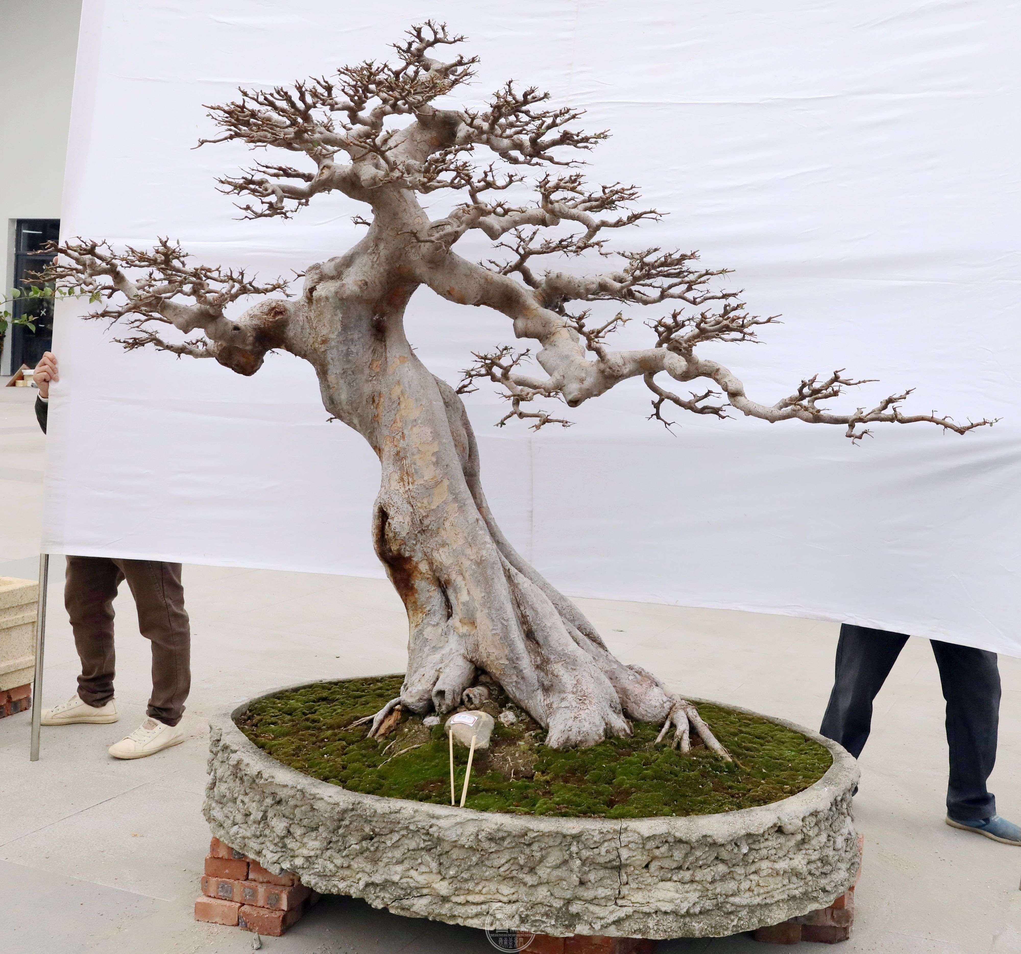 ƻ䣬BG1A9796.jpg