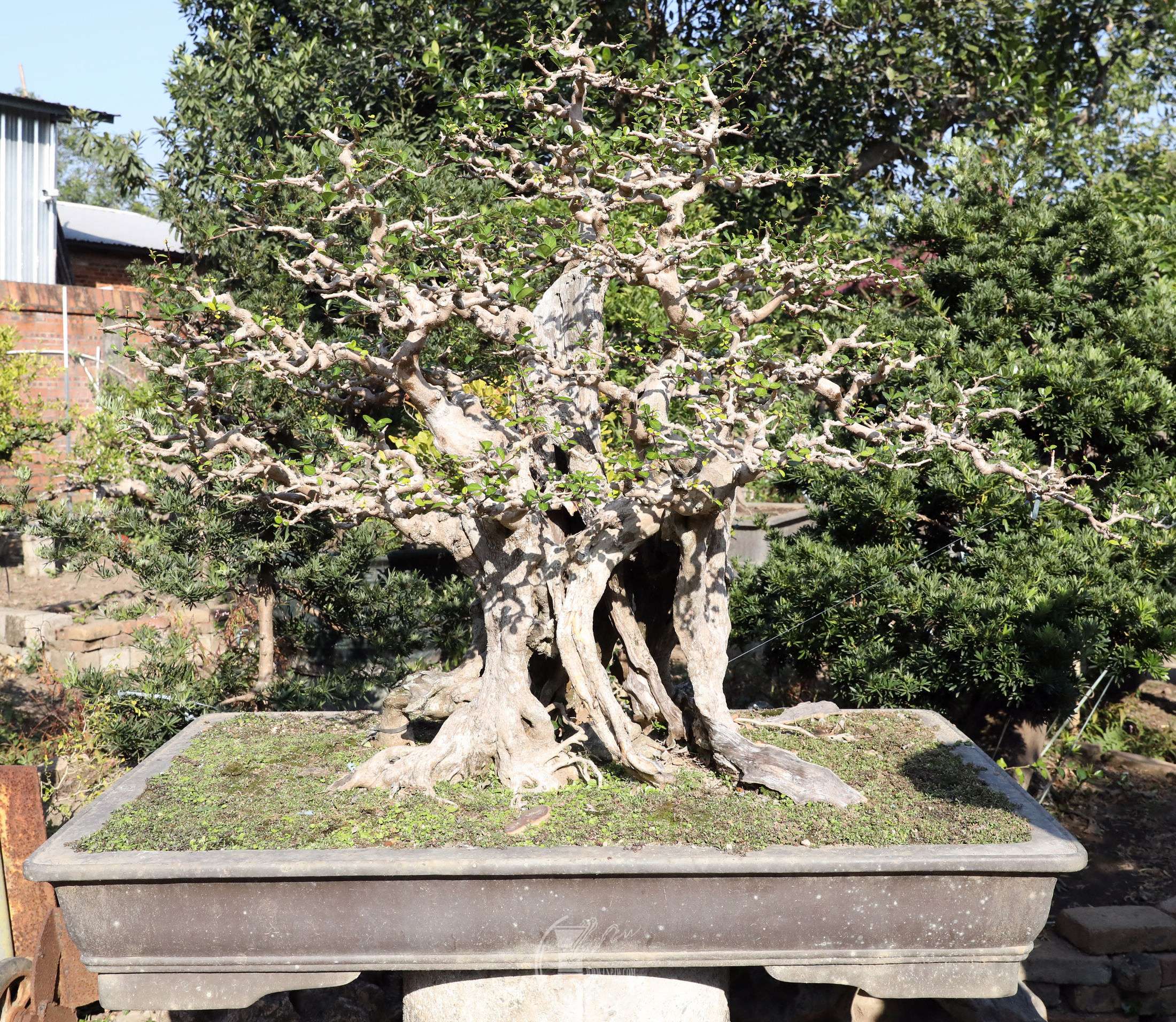 BG1A0390.jpg