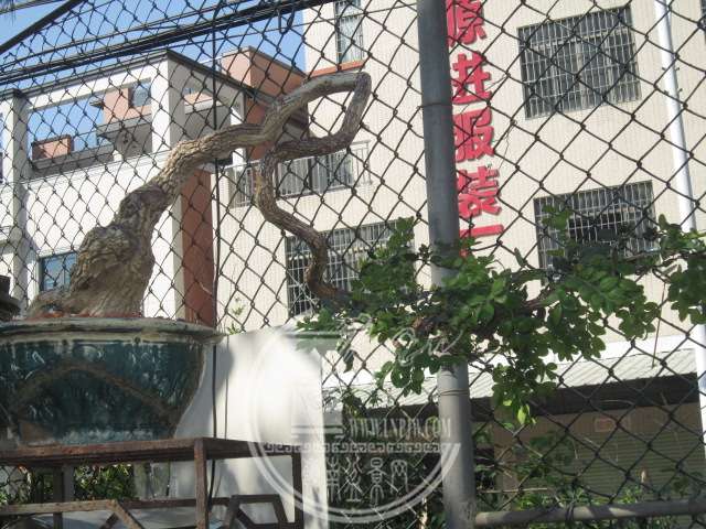 IMG_9853.JPG