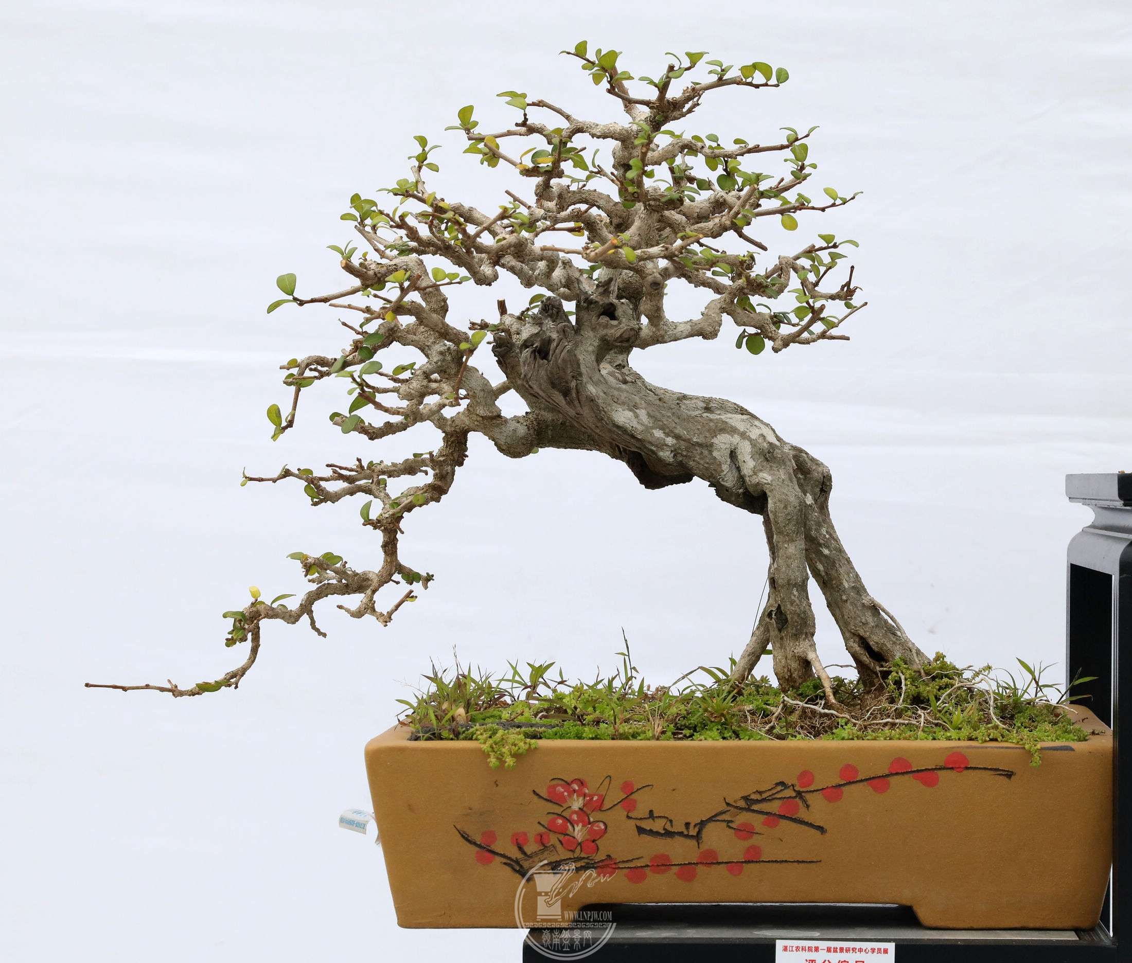 64麣          BG1A1012.jpg