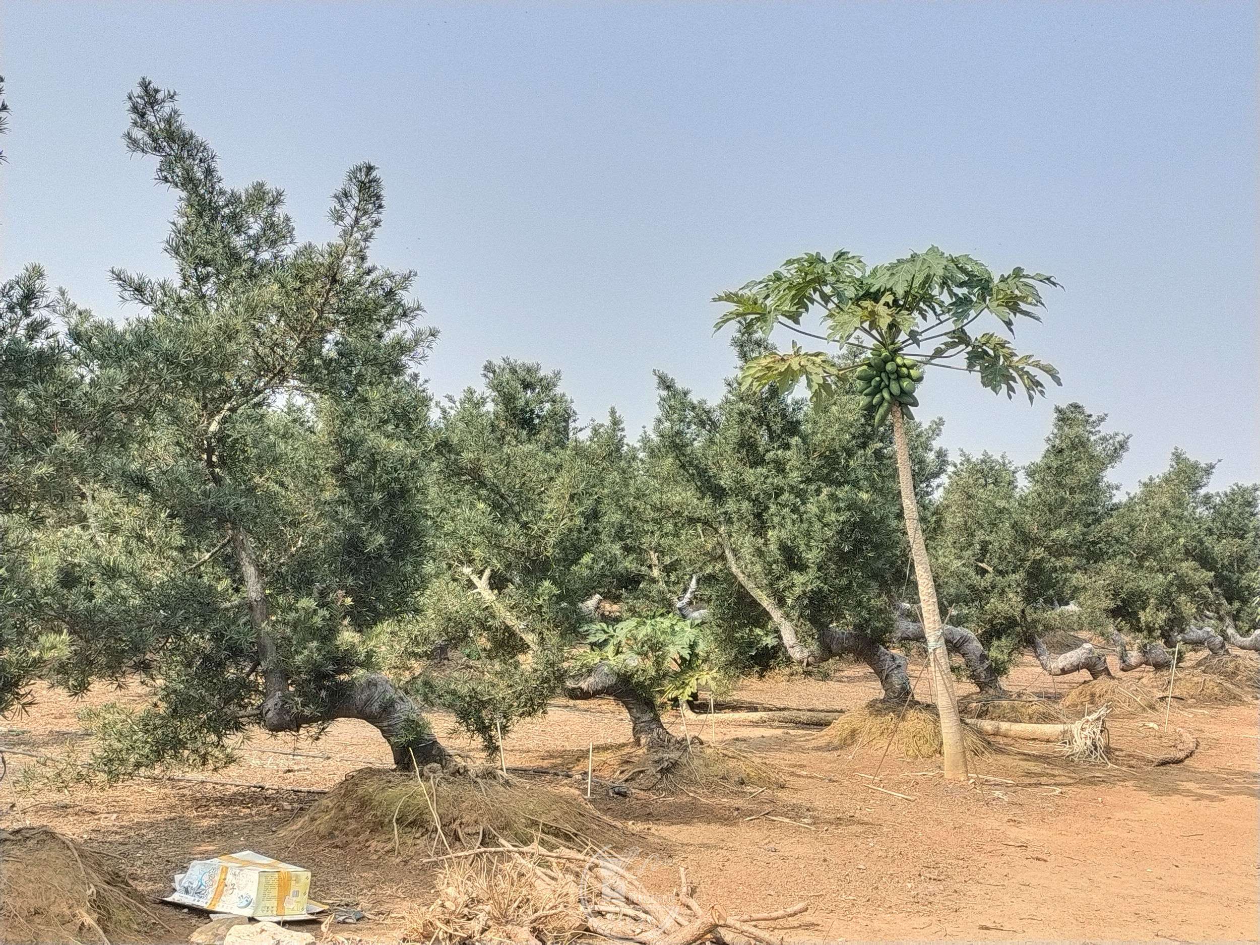 15.jpg