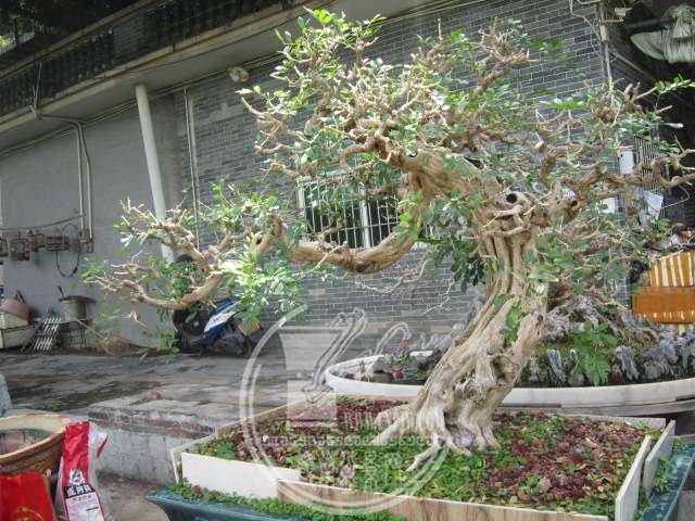 IMG_4976.JPG