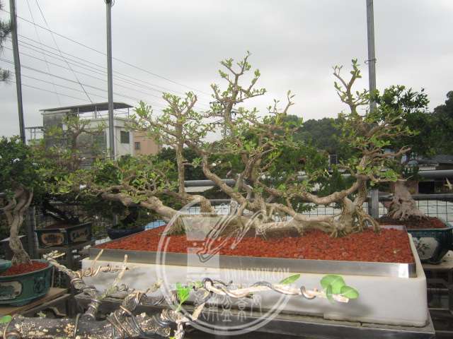 IMG_2270.JPG