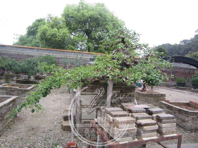 IMG_4603.JPG