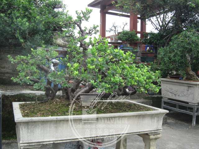 IMG_7375.JPG