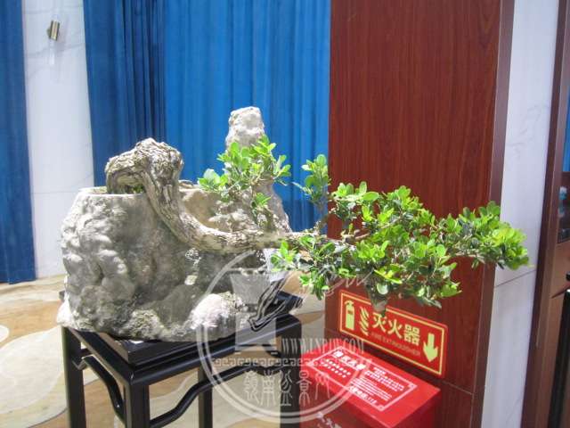IMG_8380.JPG