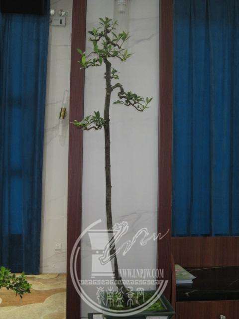 IMG_8375.JPG