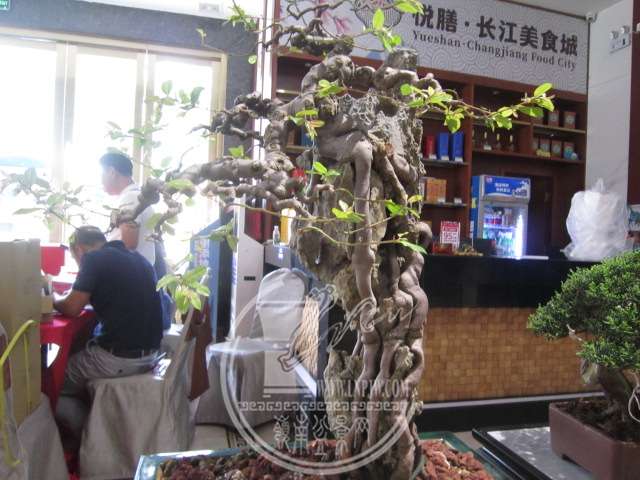 IMG_8520.JPG