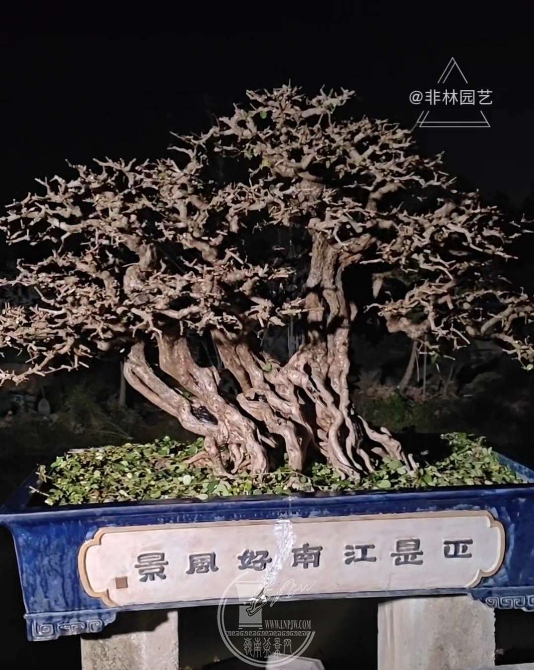 12辰 ɳչߣ.jpg
