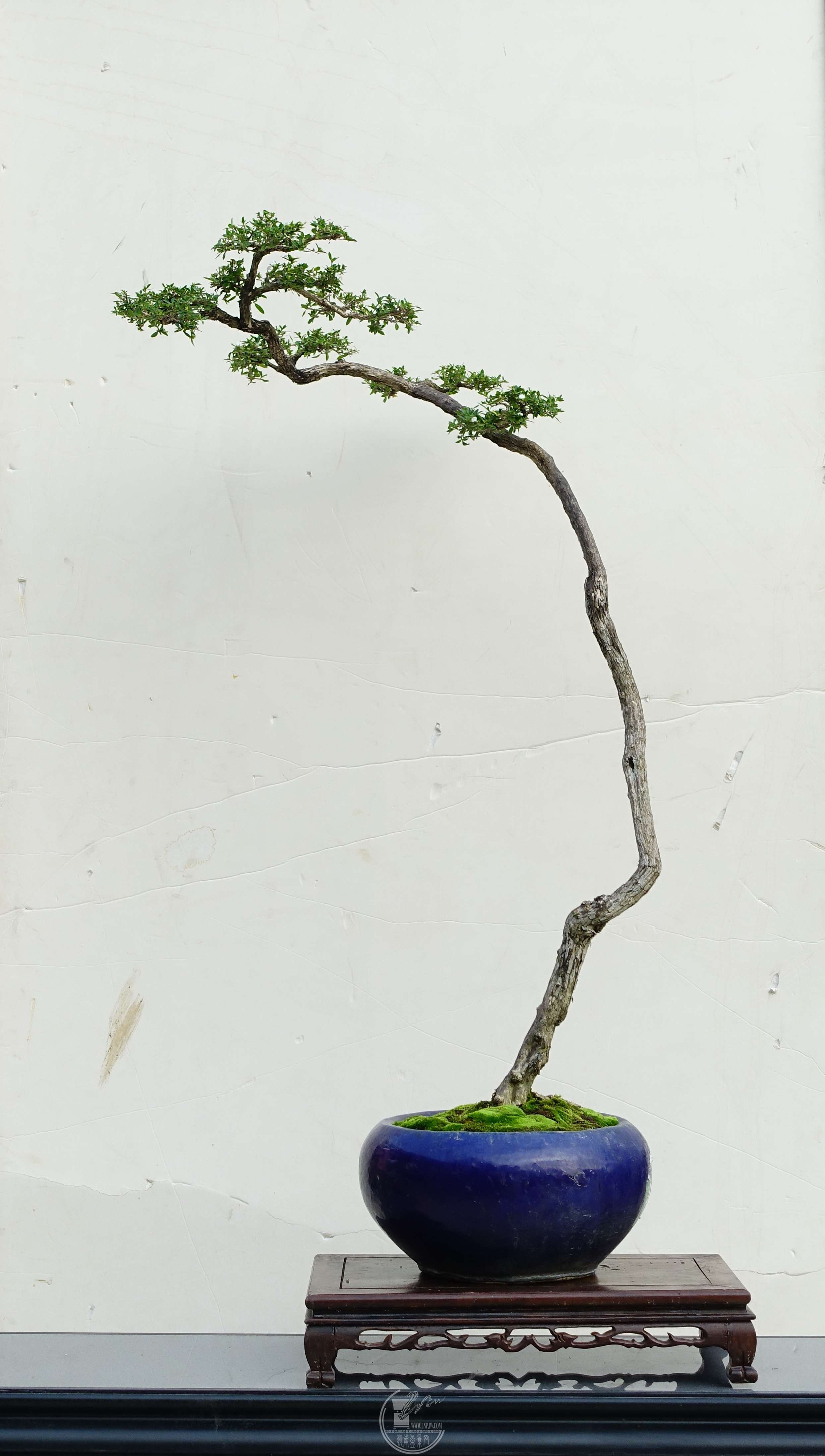 38辰ʮݹչߣηǫ.jpg