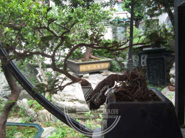 IMG_7780.JPG