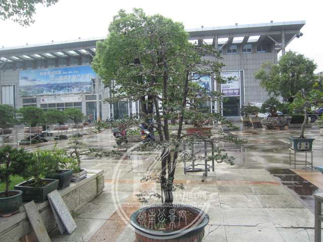 IMG_9587.JPG