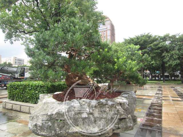 IMG_9599.JPG