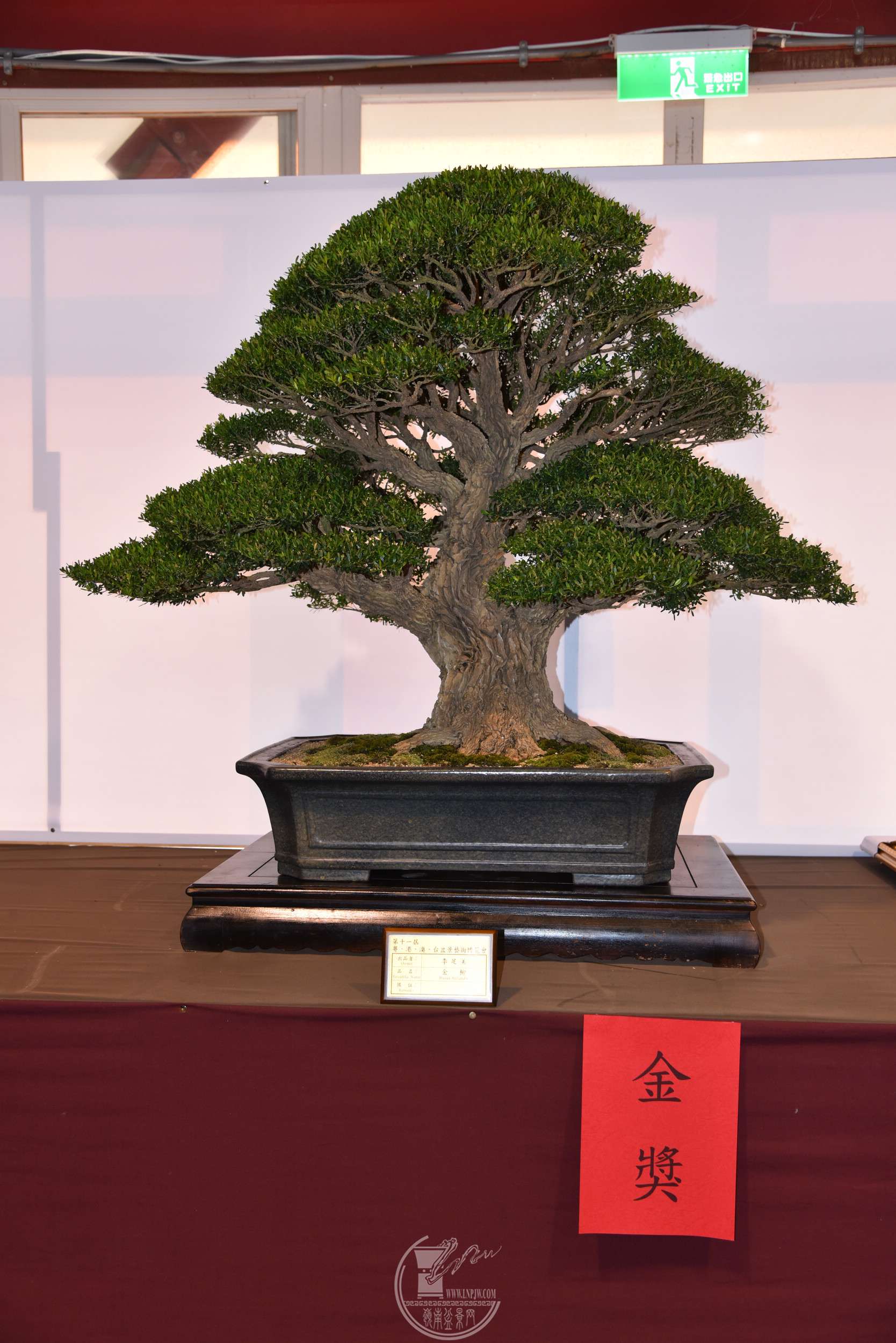 ̨壩    95  DSC_1794.jpg